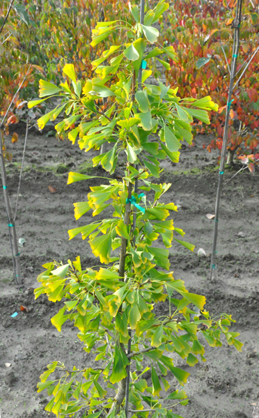 Accent Plants Ginkgo biloba 'Saratoga' – reimersnurseries.com