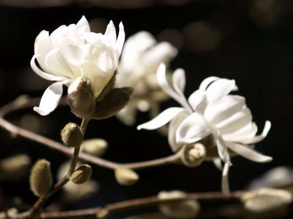 Magnolia Loebneri Mag S Pirouette Купить