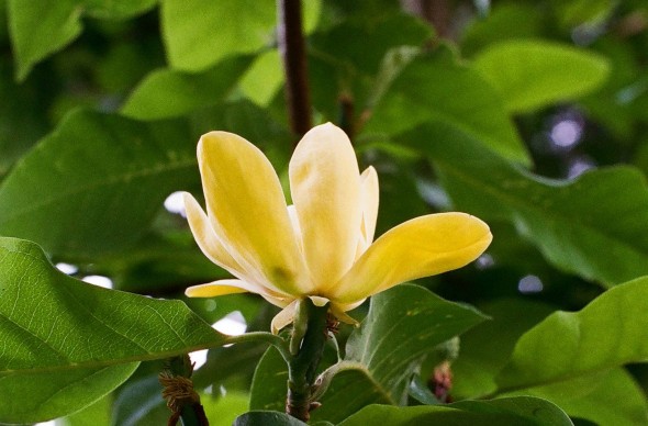 Magnolia Magnolia 'Yellow Bird' – reimersnurseries.com